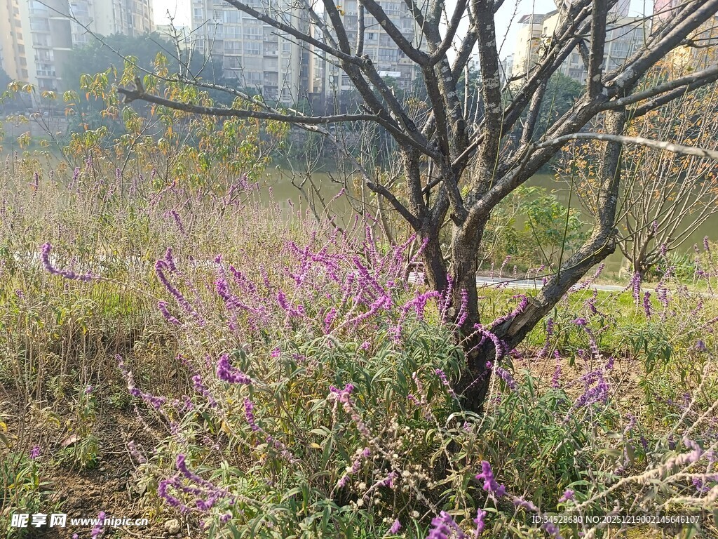 荒野孤树旁的紫色小花