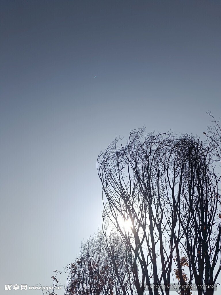 冬日枯树映于天际