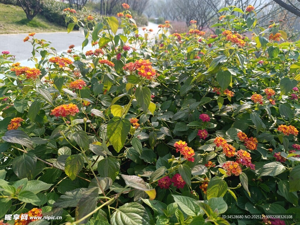 鲜艳花丛绽放美丽色彩
