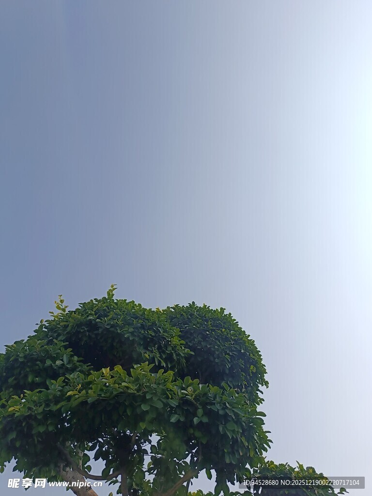 树冠映蓝天