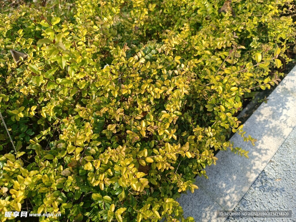 路边金黄绿植景观