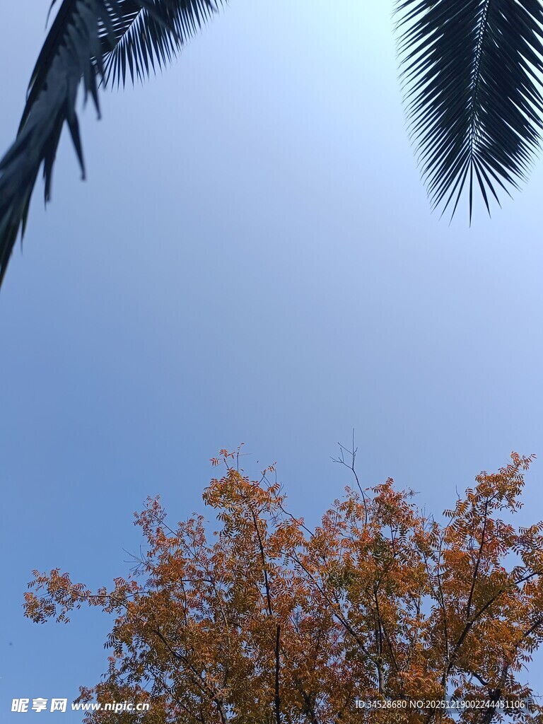 秋日树梢与蓝天