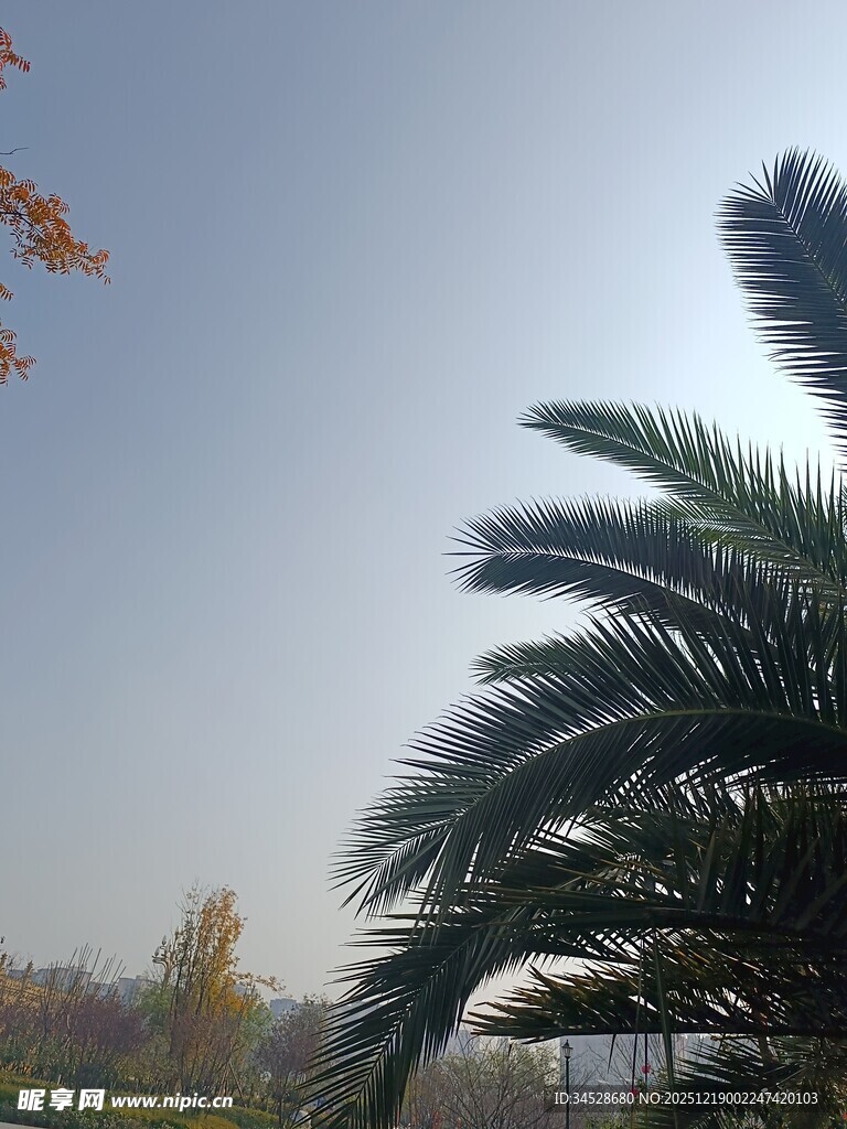 秋日棕榈树景致