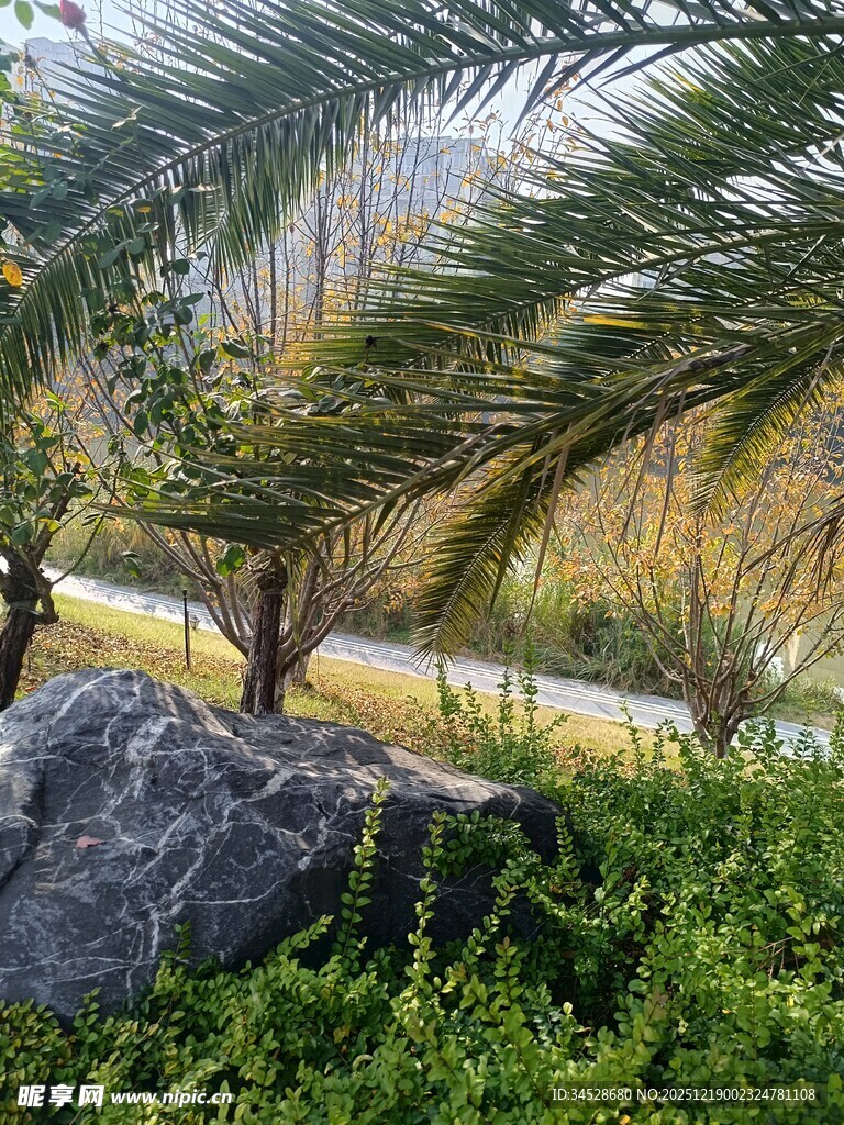 石旁绿植与棕榈树景观