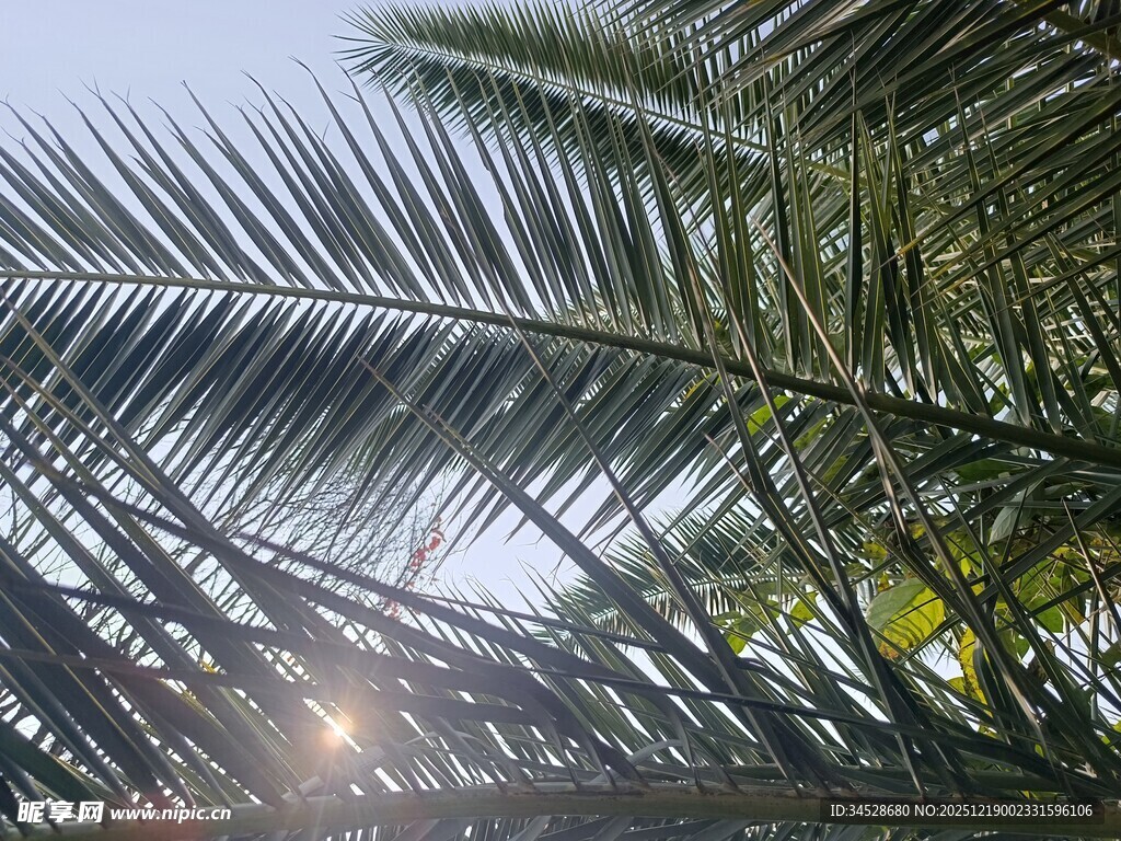 阳光下的棕榈树叶