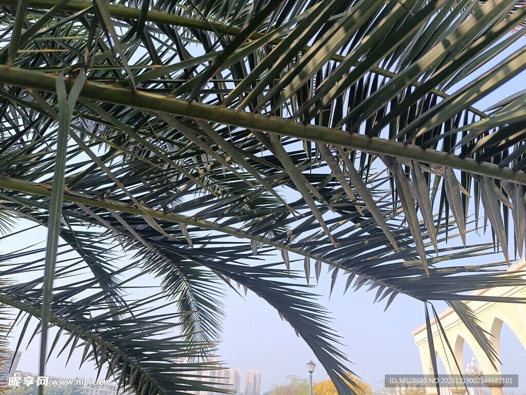 仰视下的棕榈树枝叶