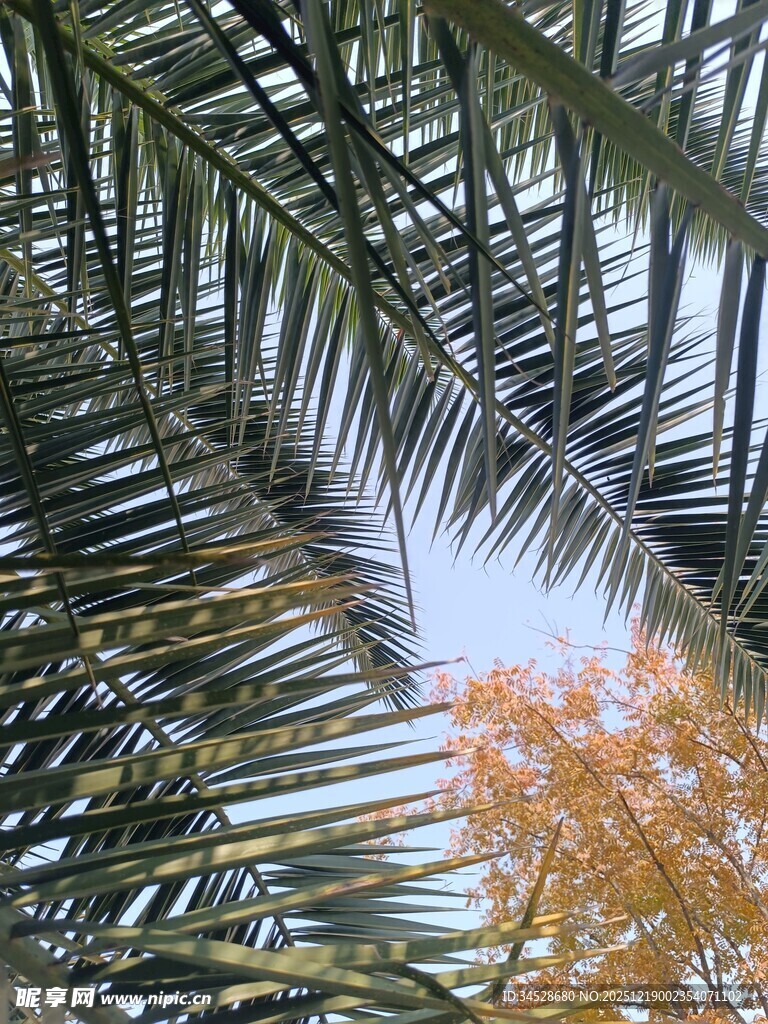 透过棕榈叶望秋日景致