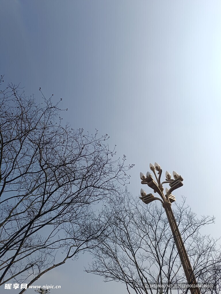 冬日枯树旁的路灯