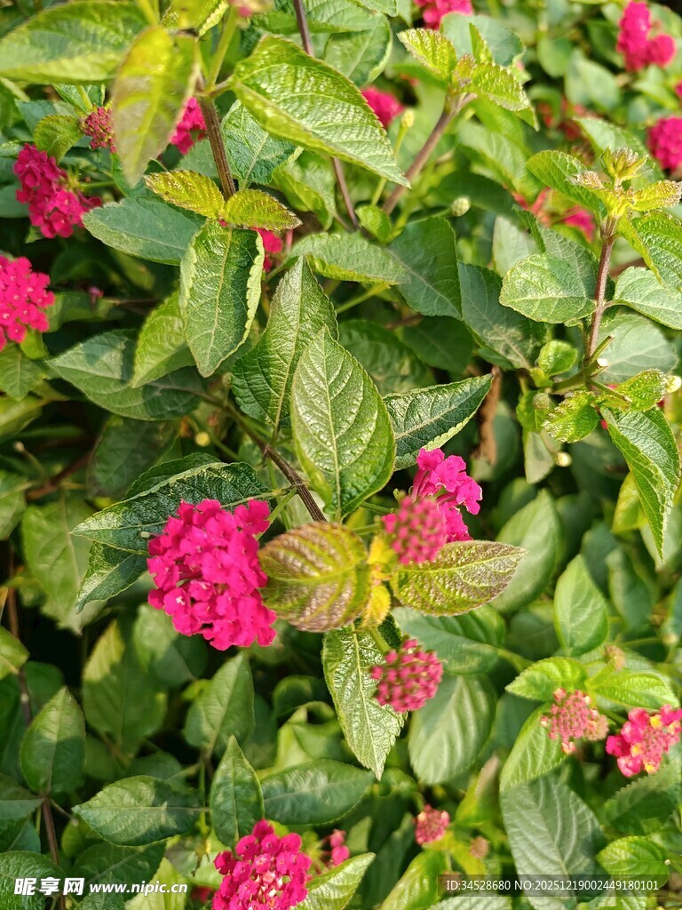 鲜艳多彩的花丛景观