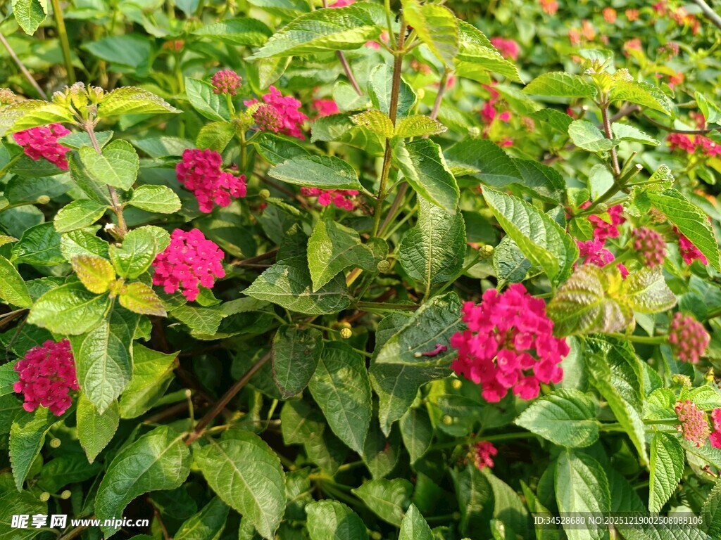 鲜艳花丛中的多彩花朵