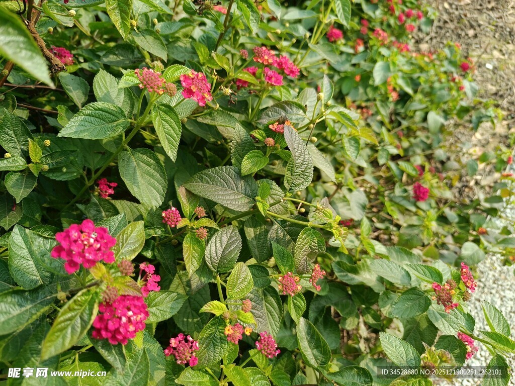 鲜艳花丛绽放美丽色彩