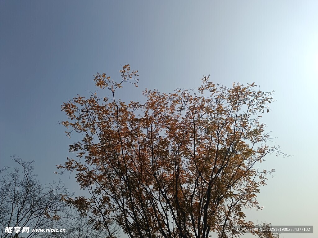 阳光下的黄叶树木