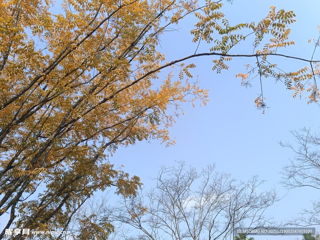 秋日金黄树枝与蓝天