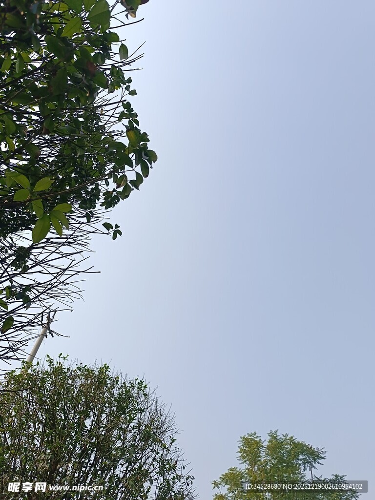 仰视绿树蓝天的清新景象