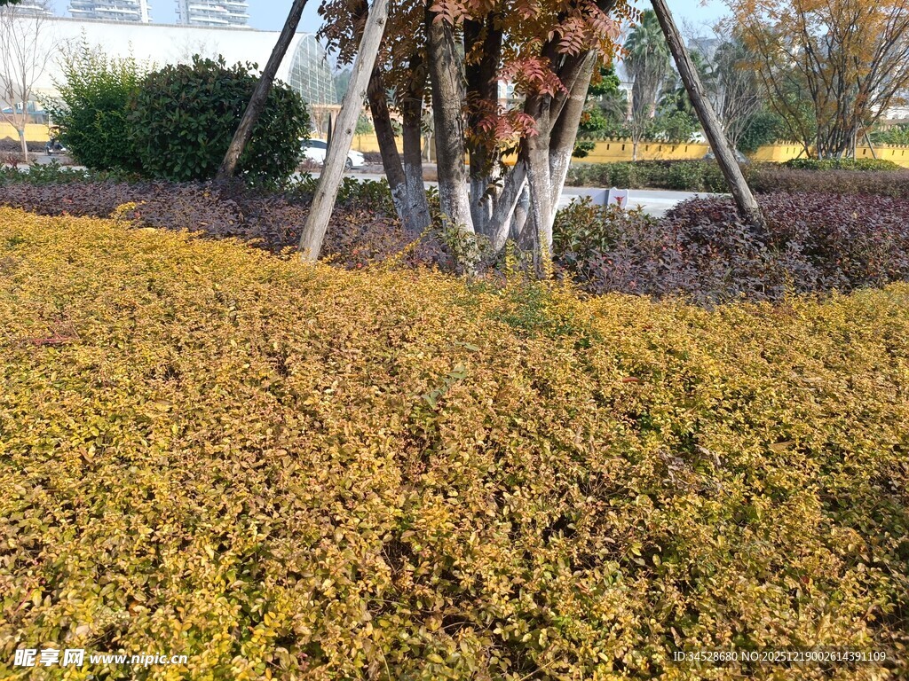 金黄灌木丛景观