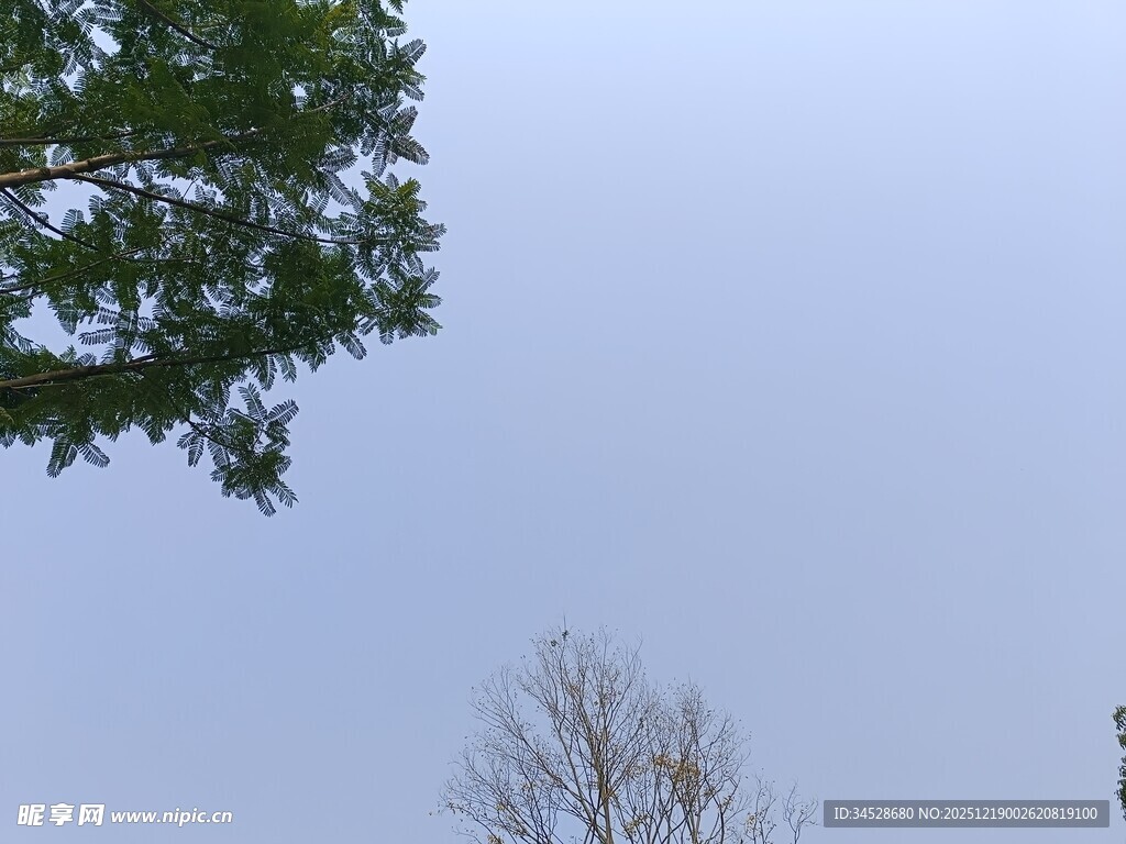 树梢上的天空