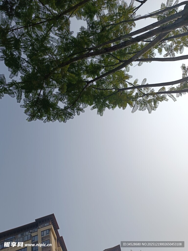 仰视绿树与楼宇