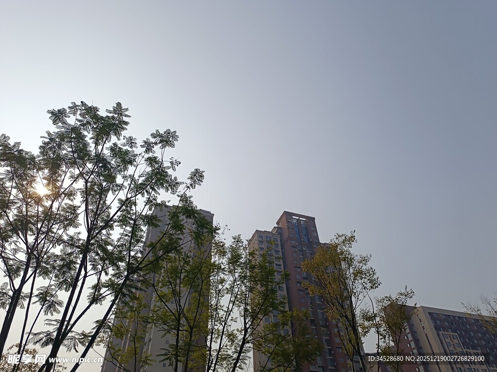 阳光下的树木与高楼