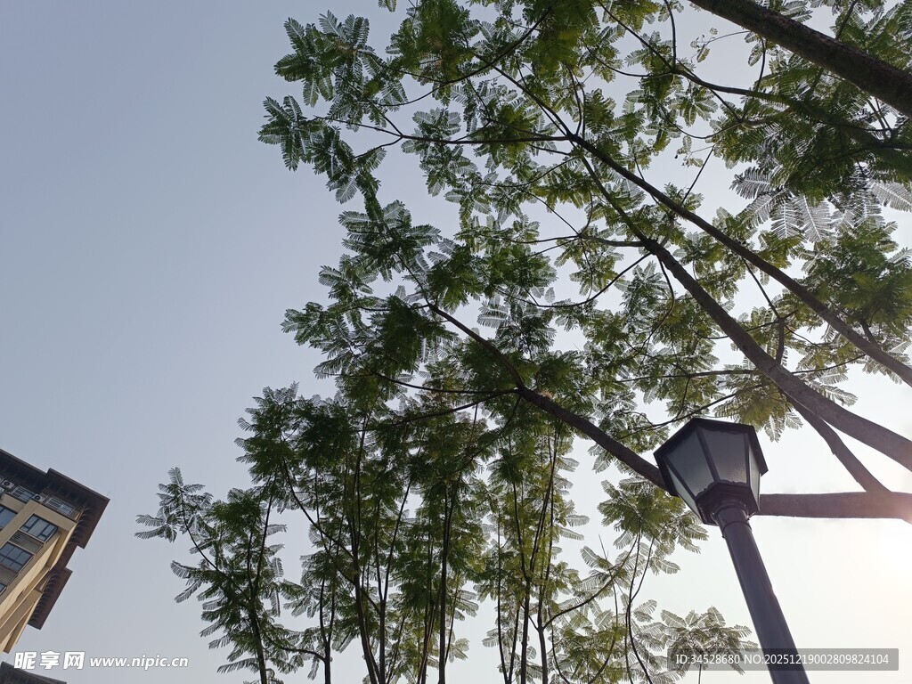 仰视绿树与路灯的景象