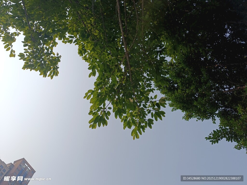 仰视绿树与远处高楼