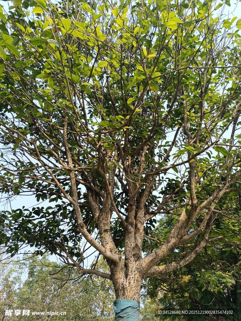 粗壮枝干的茂盛大树