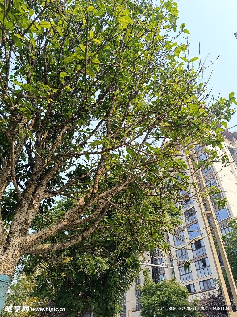 城市中茂盛的大树