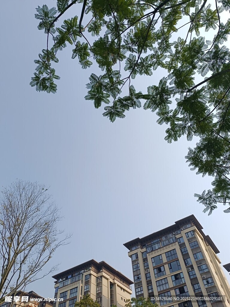 绿树掩映下的现代建筑