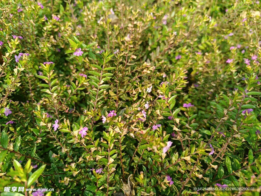 繁茂绿植间点缀紫色小花