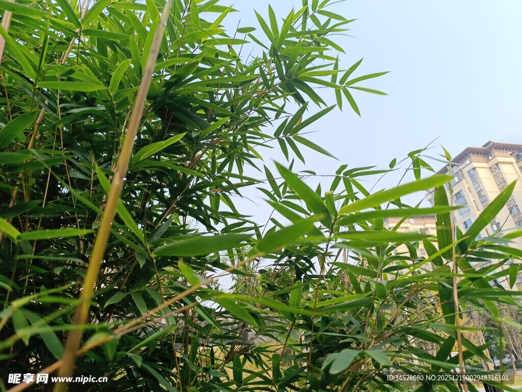 翠绿竹林与远处高楼