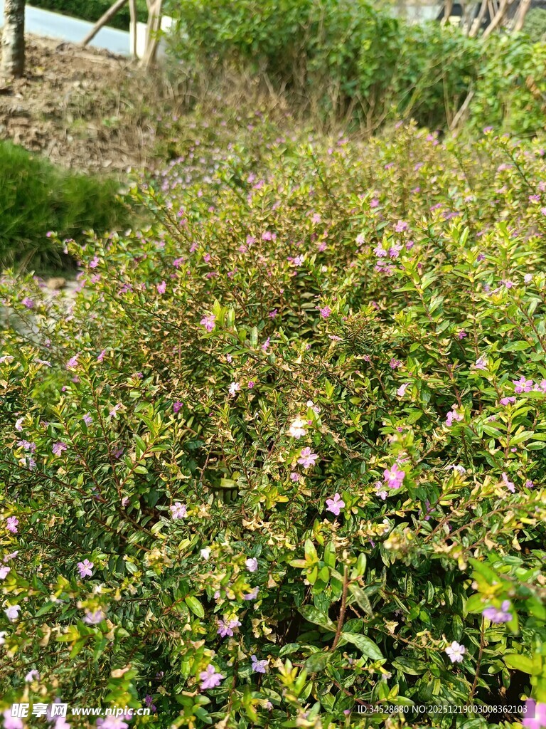 繁花绿植的自然景致