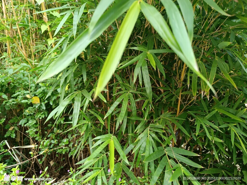 翠绿竹叶与繁茂植物景观