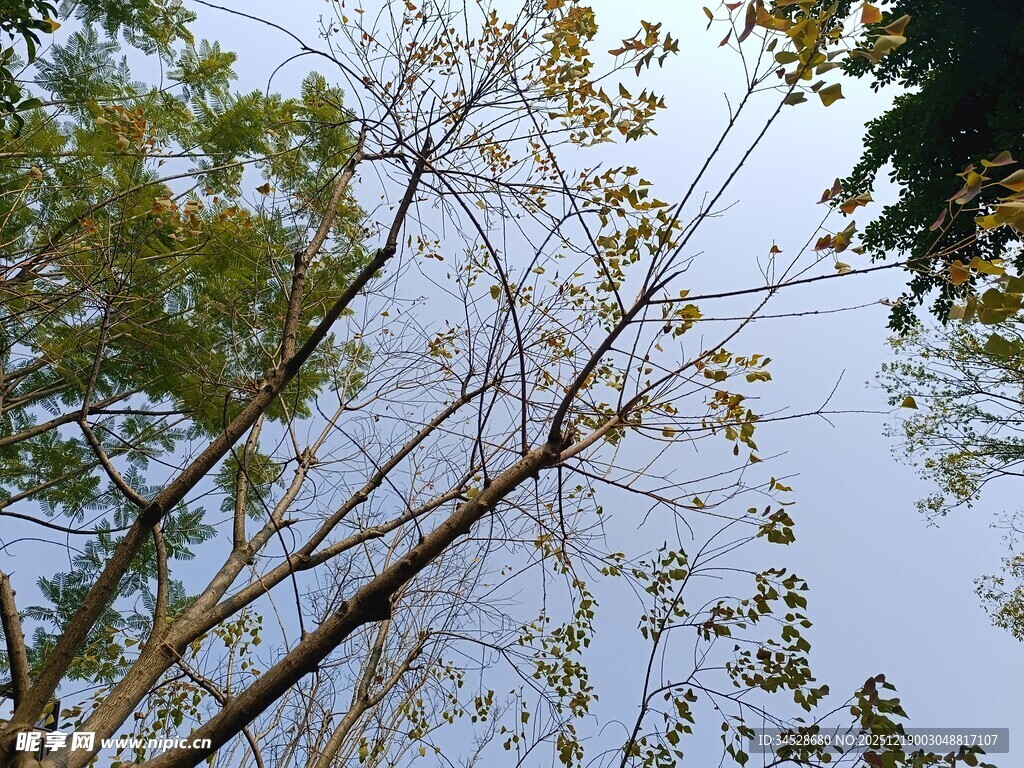 仰视秋日树梢美景