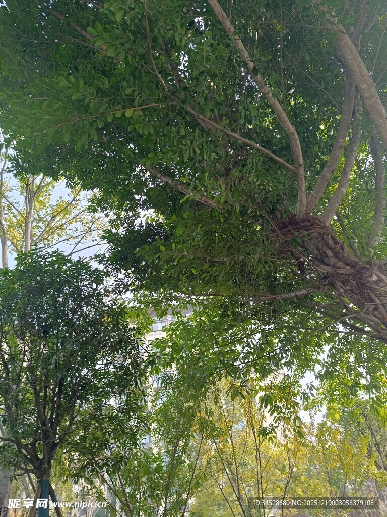 林间树梢的光影绿意