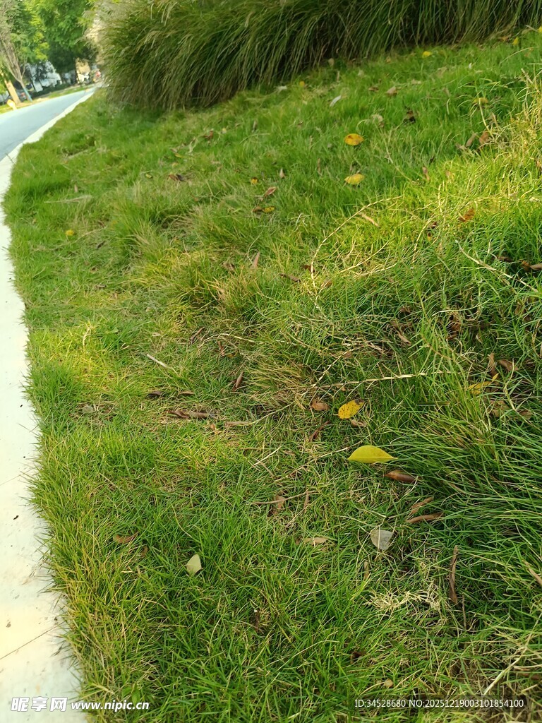 小径旁绿意盎然的草地