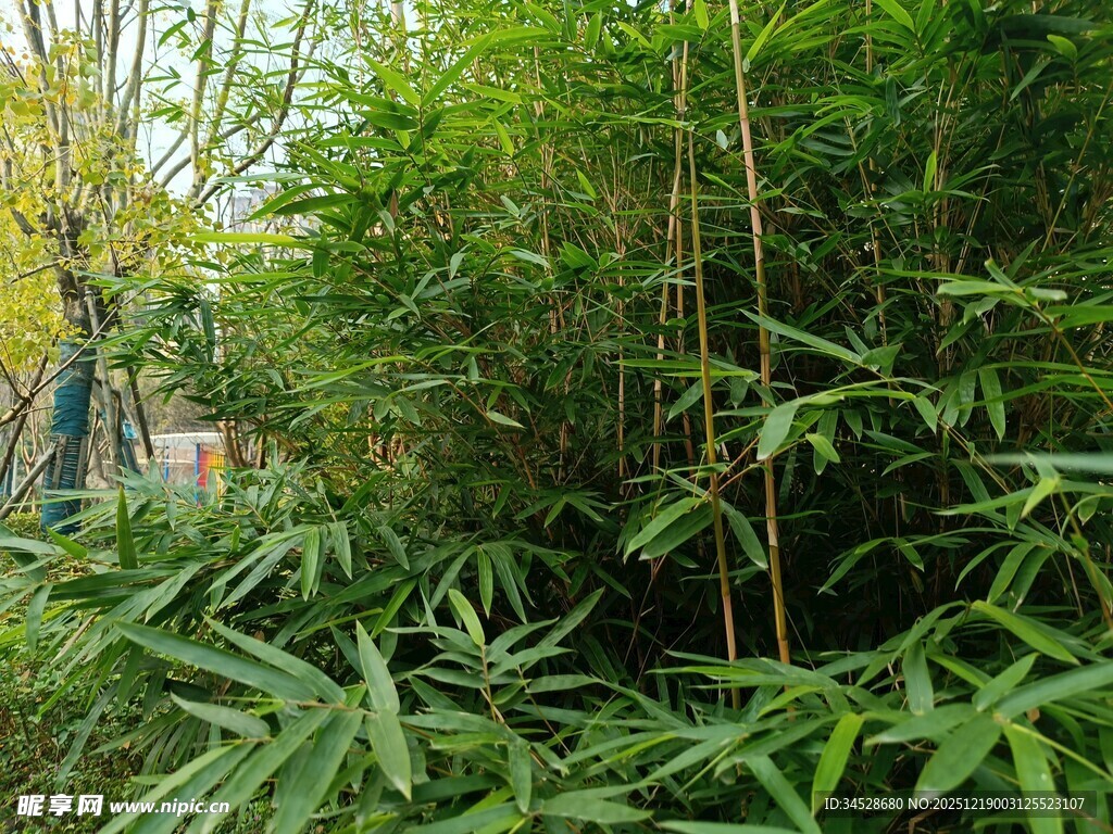 竹林绿意盎然的自然景致