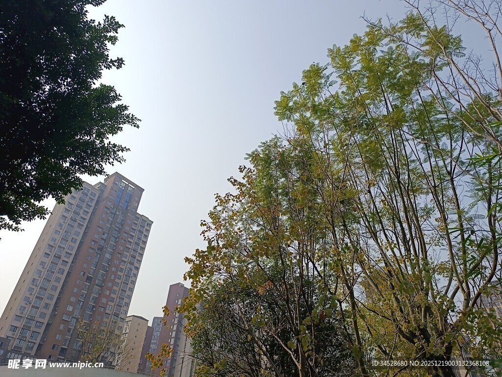 高楼旁的葱郁树木