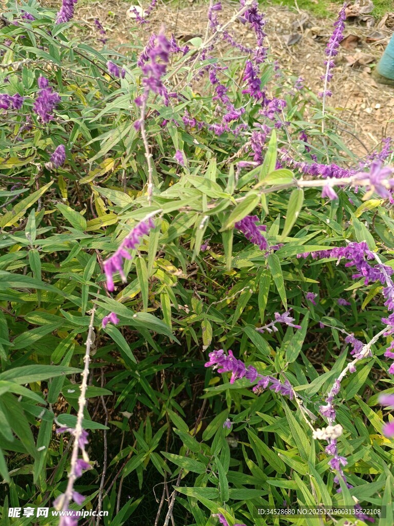 紫色花卉绽放于绿叶间