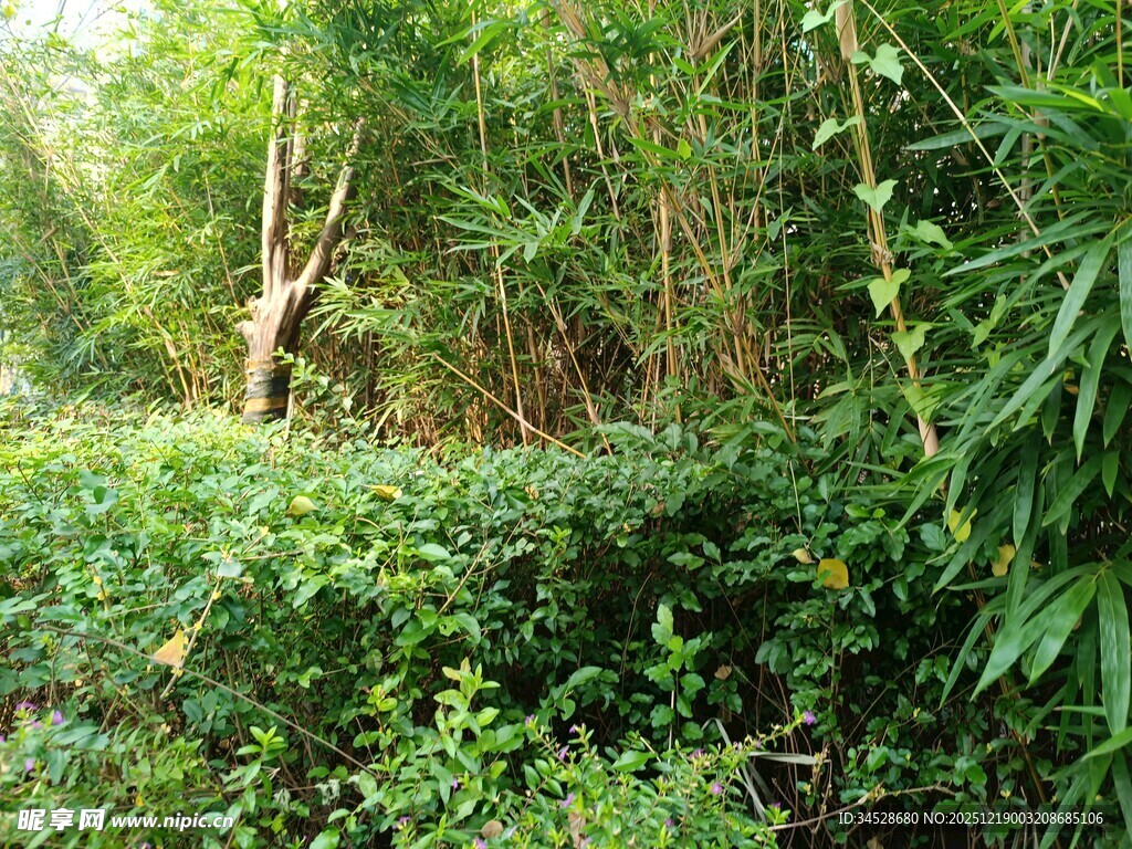茂密丛林中的自然景致