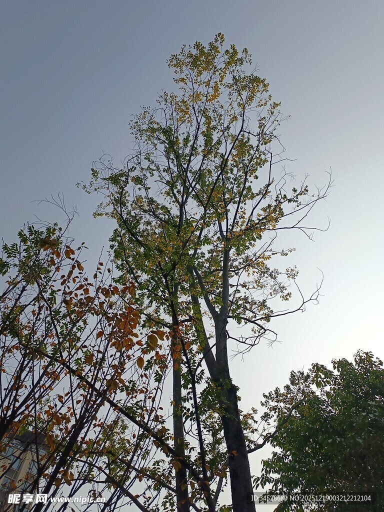 秋日挺拔树木与蓝天