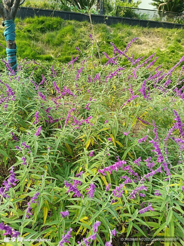 紫色花丛中的自然美景