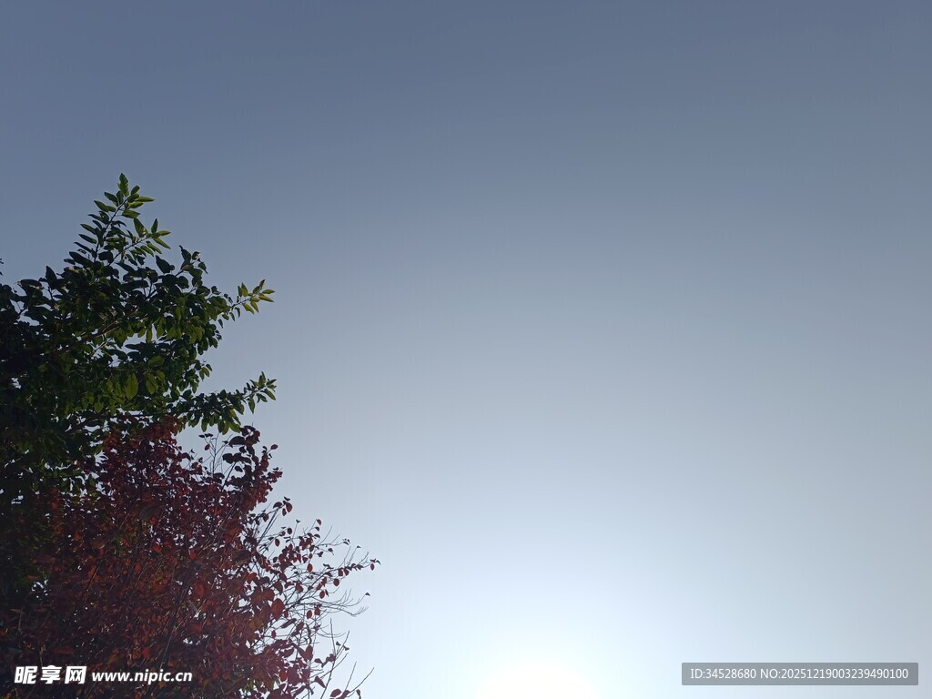 树梢间的阳光与天空