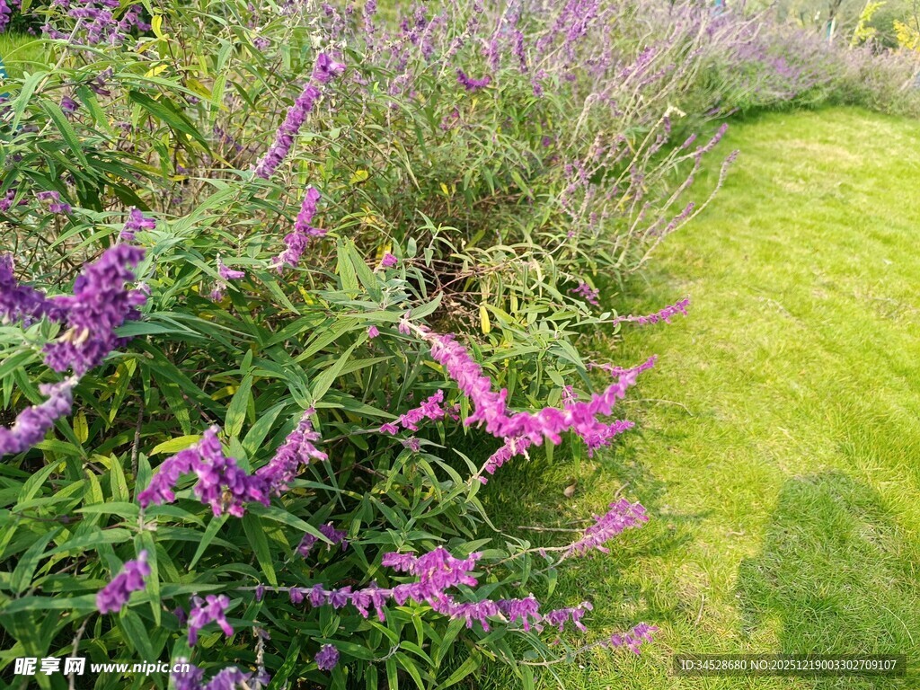 花园中绽放的多彩花卉