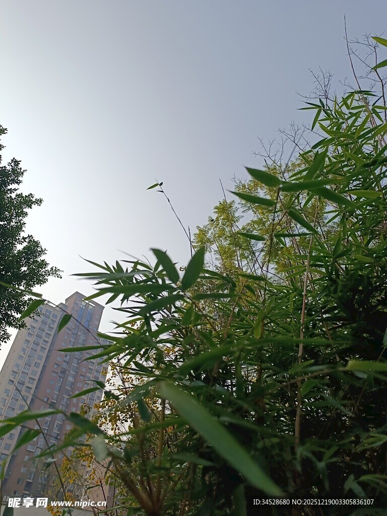 高楼旁的翠绿竹林