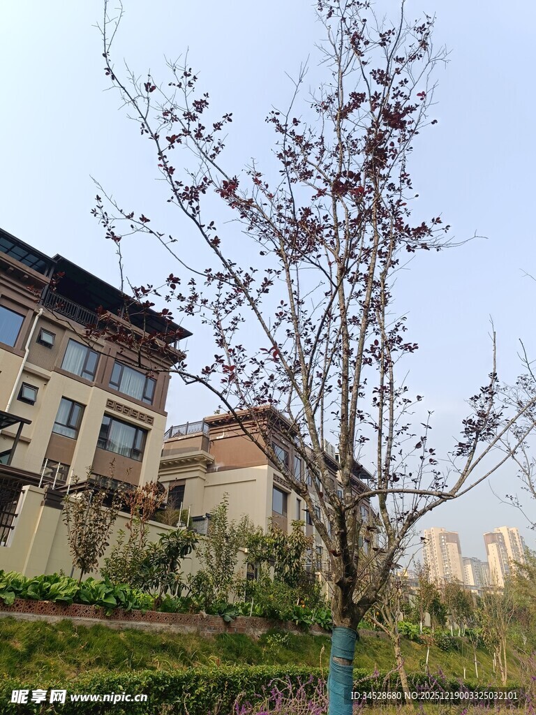 中式建筑旁的树木景观