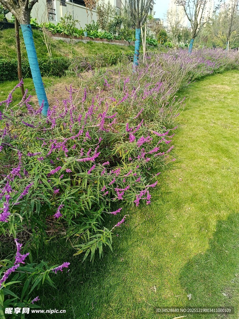 花园中繁茂的紫色花卉景观