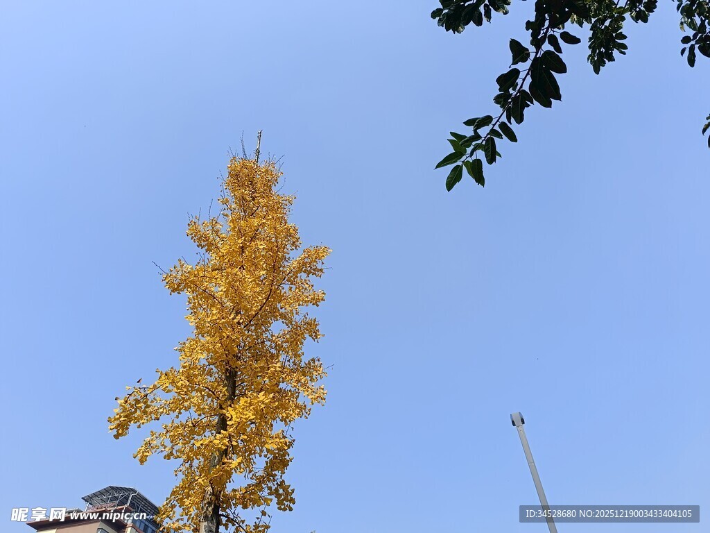 秋日金黄银杏树