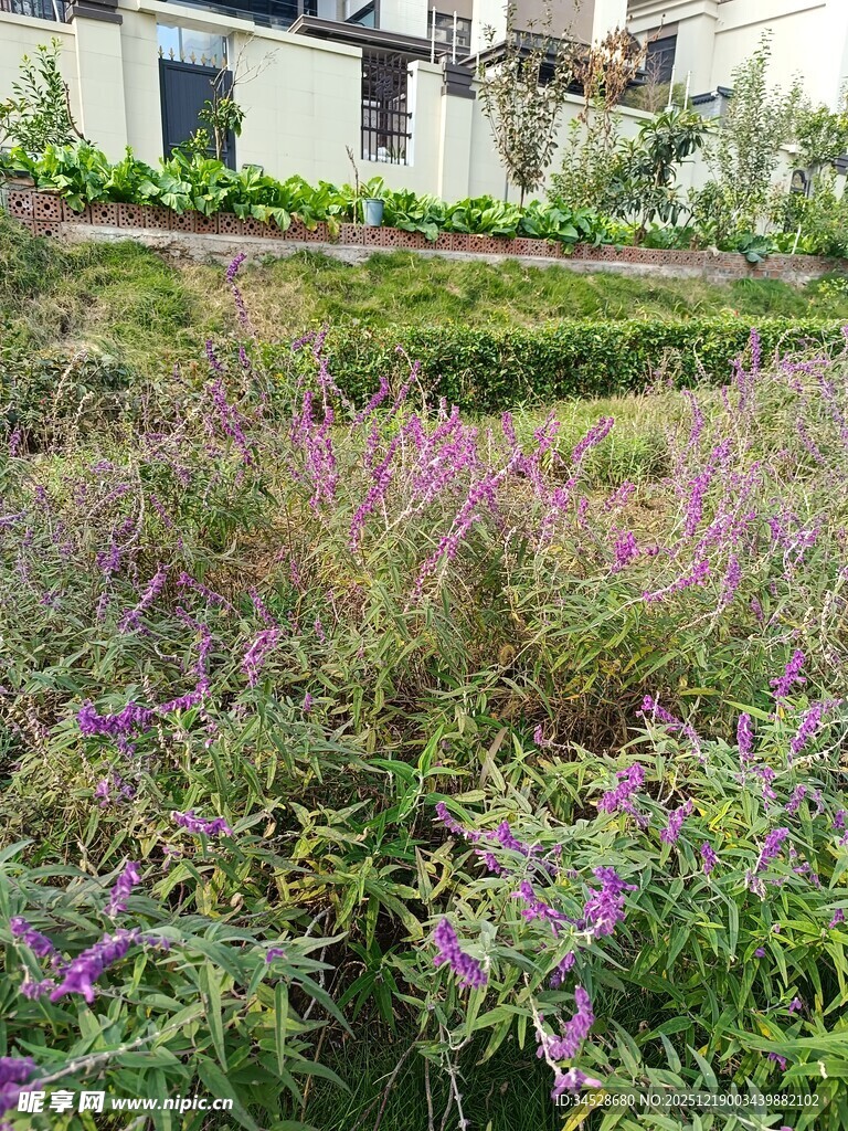 紫色花卉装点的美丽田园