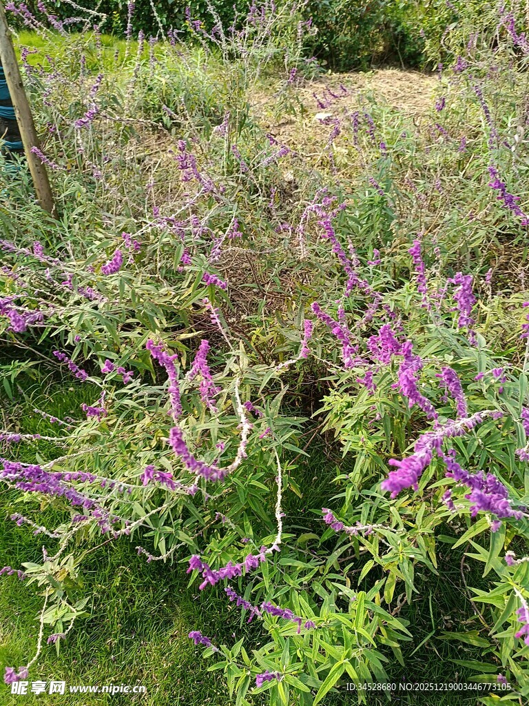 紫色野花绽放于草丛中