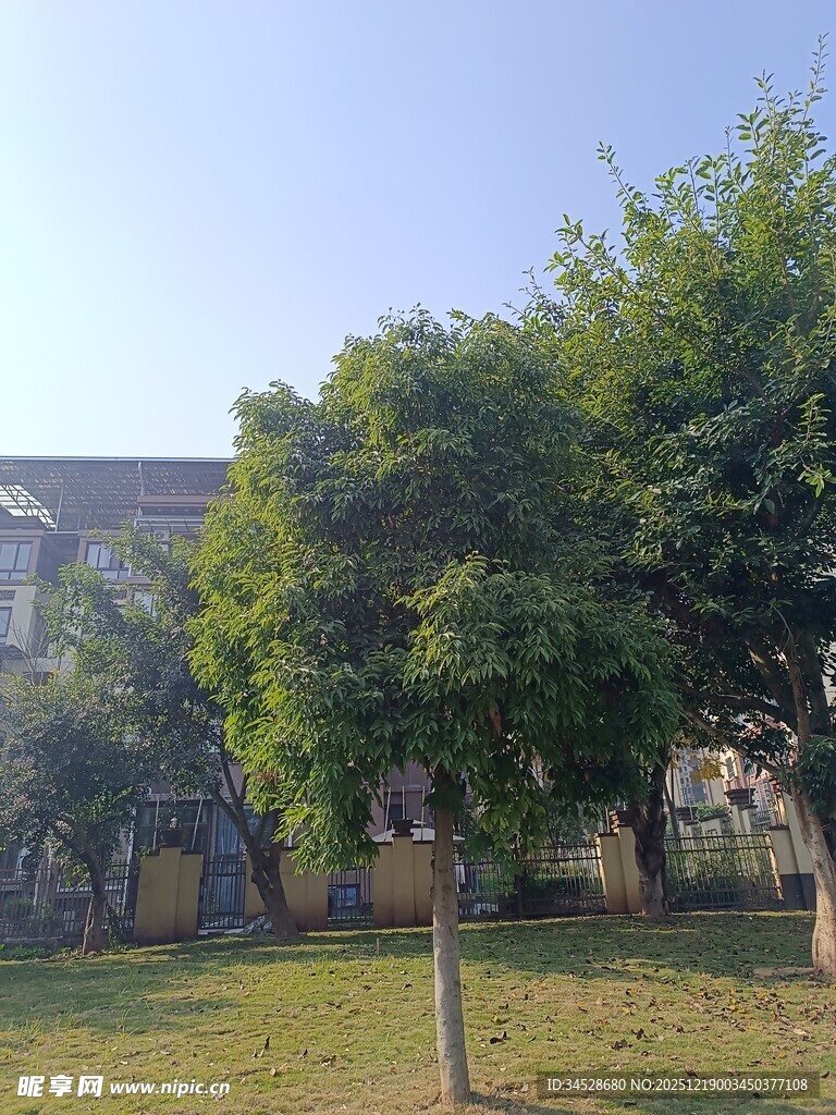 户外绿树草地旁的建筑