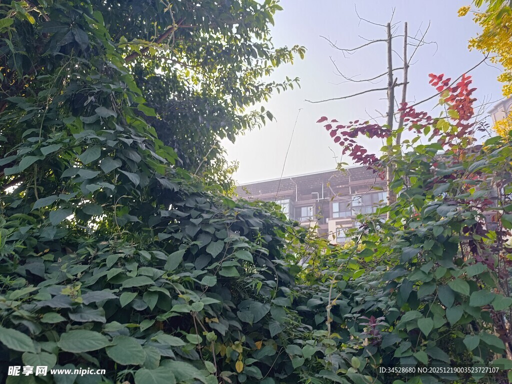 繁茂绿植间的户外景致